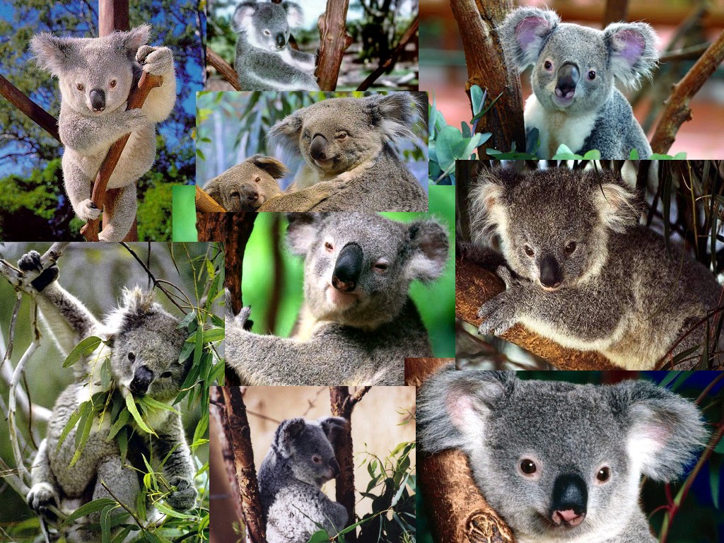 Wallpapers Animals Koalas Le Koala, une peluche touchante de tendresse