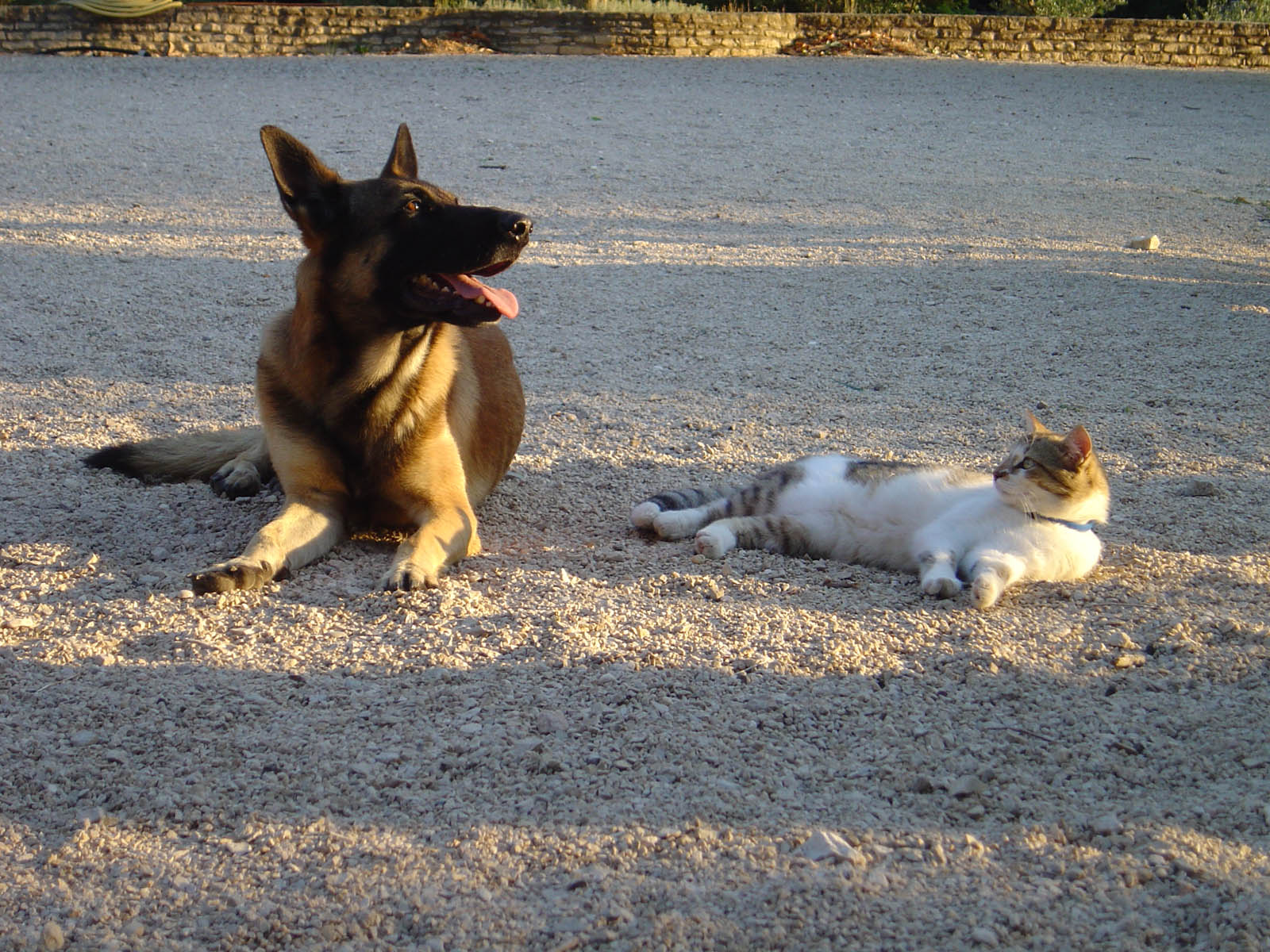 Fonds d'cran Animaux Chiens et chats Jeff_et_Sacha