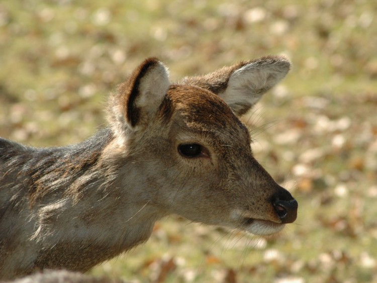 Fonds d'cran Animaux Cervids une biche ce week end