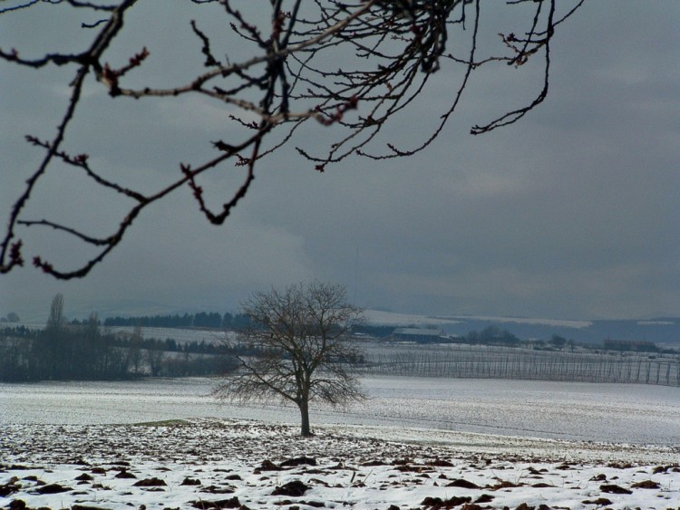 Wallpapers Nature Saisons - Winter Vaille que vaille, solitaire je rsiste !