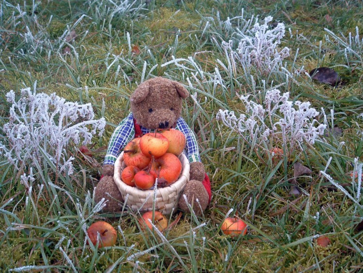 Fonds d'cran Objets Peluches Petit ours vous offre une pomme givre ?