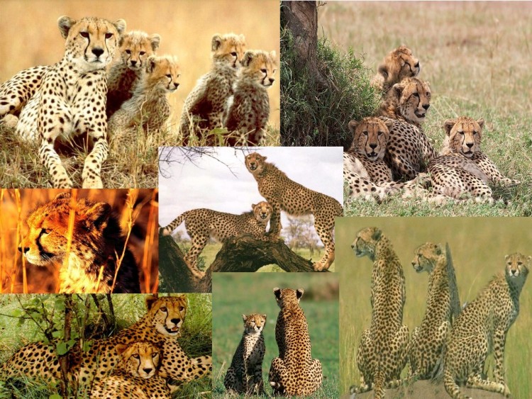 Wallpapers Animals Felines - Cheetahs Le gupard