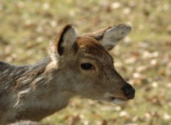 Fonds d'cran Animaux une biche ce week end