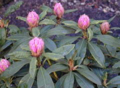 Wallpapers Nature rhododendron du jardin