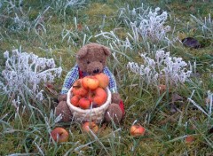 Fonds d'cran Objets Petit ours vous offre une pomme givre ?