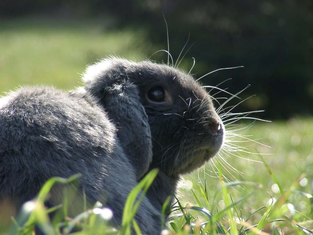 Wallpapers Animals Rabbits Pinpin..... le retour !