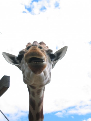 Fonds d'cran Animaux Girafes Tte de Girafe