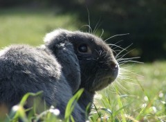 Fonds d'cran Animaux Pinpin..... le retour !