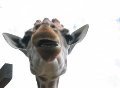 Fonds d'cran Animaux Tte de Girafe