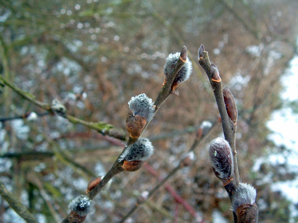 Wallpapers Nature Leaves - Foliage Bourgeons bourgeons.....