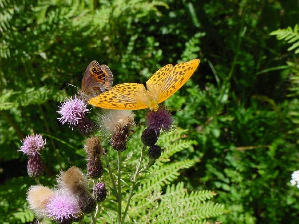 Wallpapers Animals Insects - Butterflies papillon au printemps