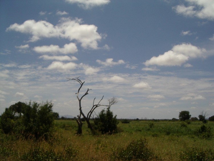 Fonds d'cran Voyages : Afrique Kenya savane