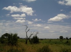 Fonds d'cran Voyages : Afrique savane