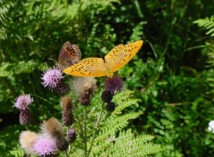 Fonds d'cran Animaux papillon au printemps