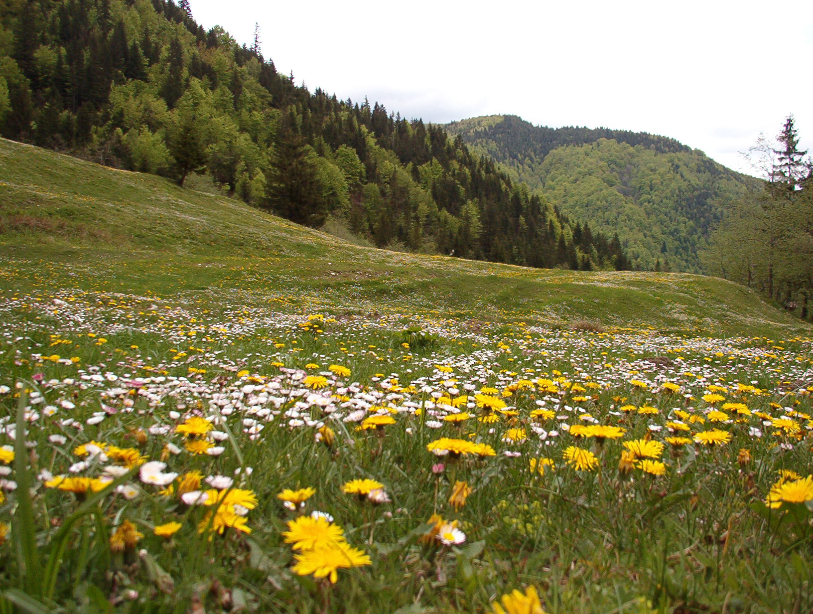 Fonds d'cran Nature Fleurs Pissenlits et paquerettes