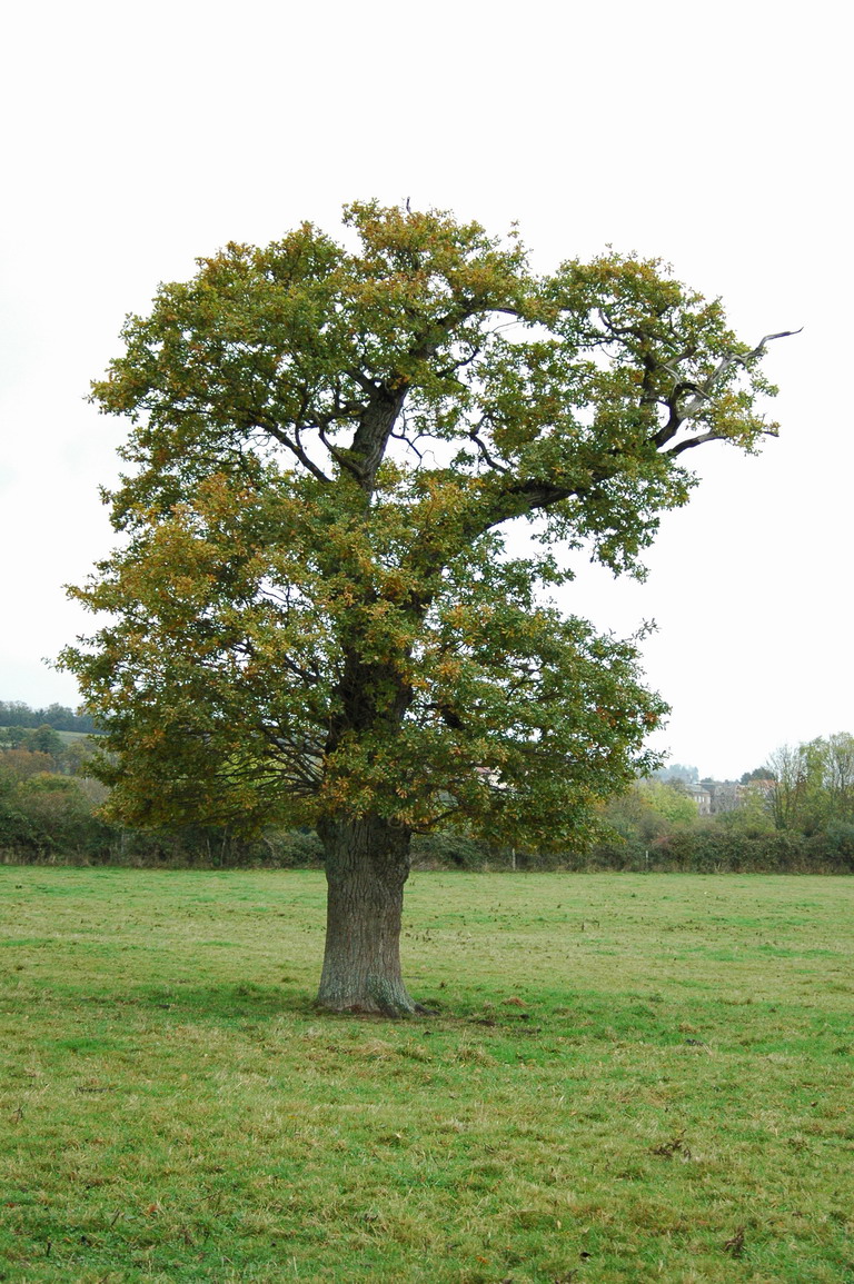 Fonds d'cran Nature Arbres - Forts arbre dans le champ de mes parents