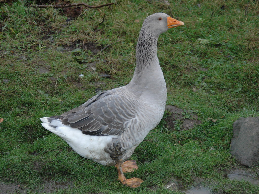 Wallpapers Animals Birds - Geese c est une oie