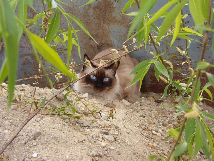 Fonds d'cran Animaux Chats - Chatons Medina