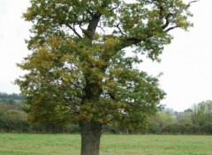 Wallpapers Nature arbre dans le champ de mes parents