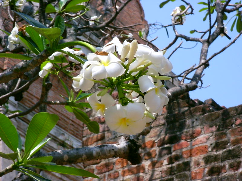 Wallpapers Nature Flowers Sur un arbre thaï