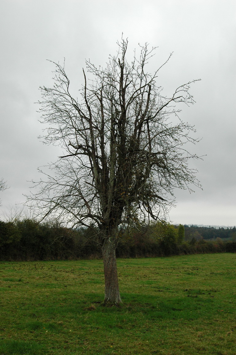 Fonds d'cran Nature Arbres - Forts arbre nu