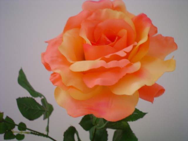 Wallpapers Nature Flowers rose