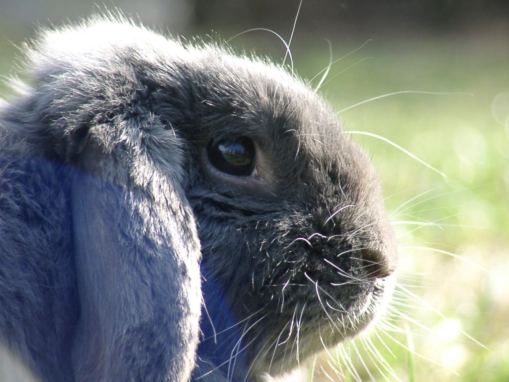 Fonds d'cran Animaux Lapins - Livres 