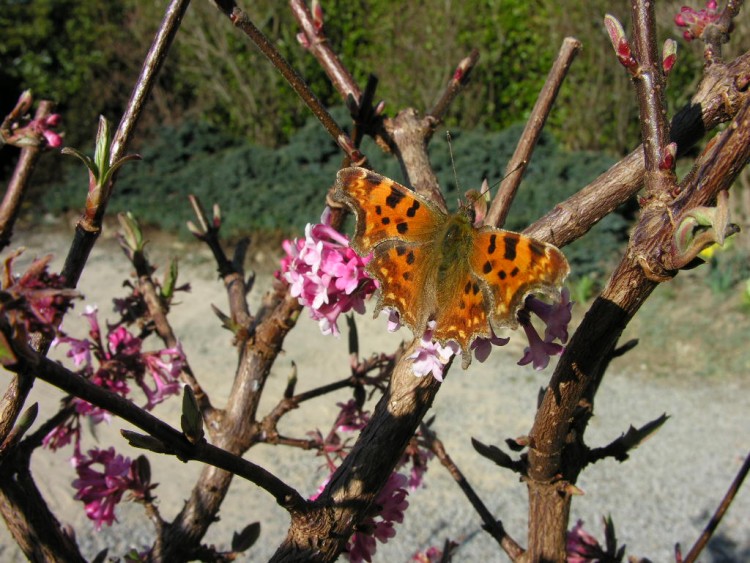 Fonds d'cran Animaux Insectes - Papillons Wallpaper N94215