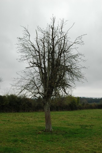 Fonds d'cran Nature Arbres - Forts arbre nu