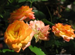 Fonds d'cran Nature Roses-grece 2004