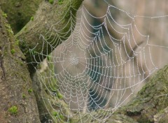 Fonds d'cran Animaux Appartement humide cherche locataire...