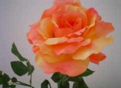 Wallpapers Nature rose