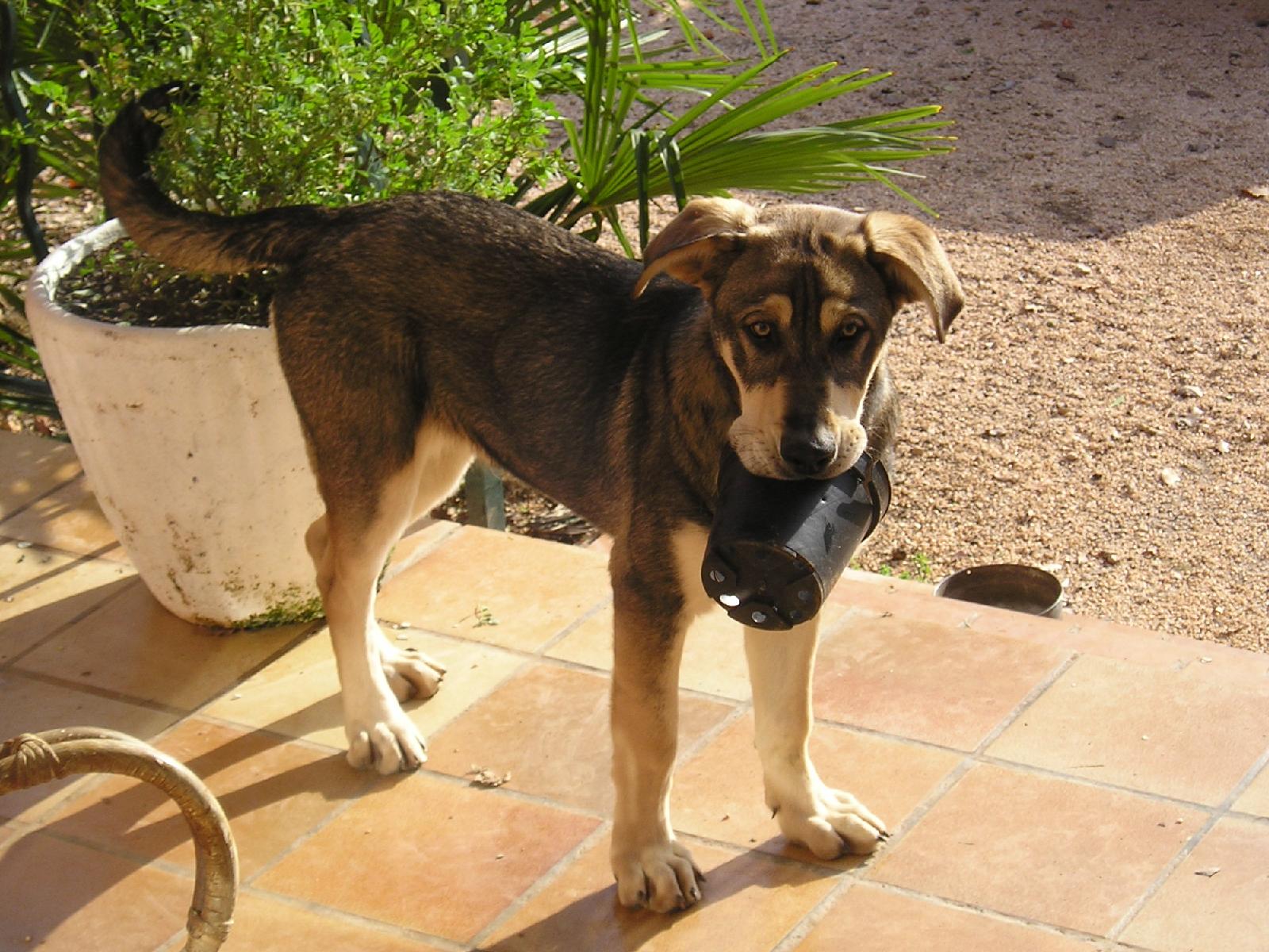 Fonds d'cran Animaux Chiens Pacha le berla