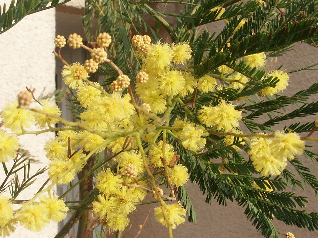 Wallpapers Nature Flowers Mimosa