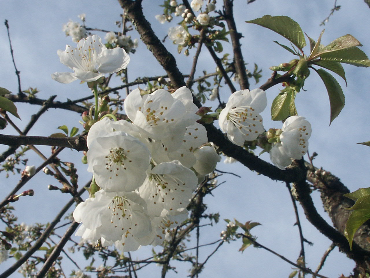 Wallpapers Nature Flowers Vivement les cerises ! Vive le printemps