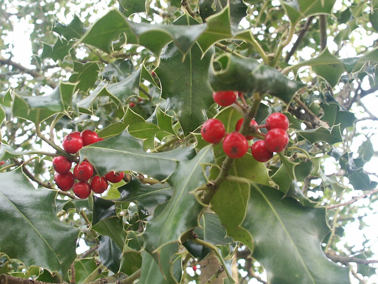 Wallpapers Nature Leaves - Foliage Houx , faisait le hibououououou