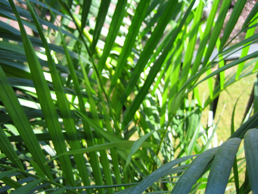 Wallpapers Nature Leaves - Foliage Feuillage