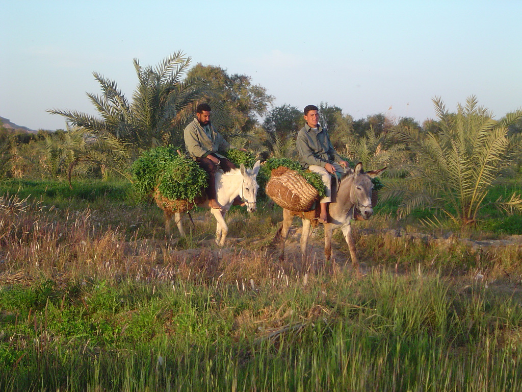 Fonds d'cran Voyages : Afrique Egypte Abdalah et son fils