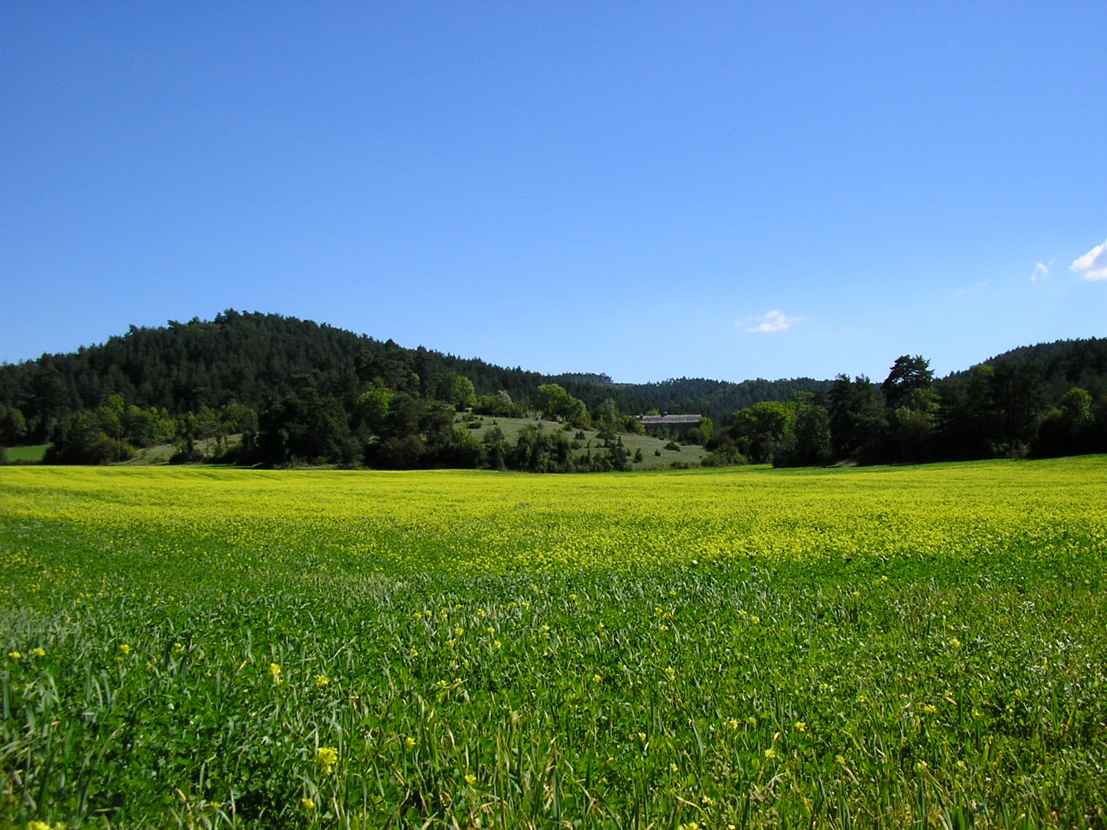 Fonds d'cran Nature Champs - Prairies le champs couleur d\'or