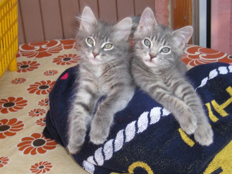 Fonds d'cran Animaux Chats - Chatons Ibiza & Lola