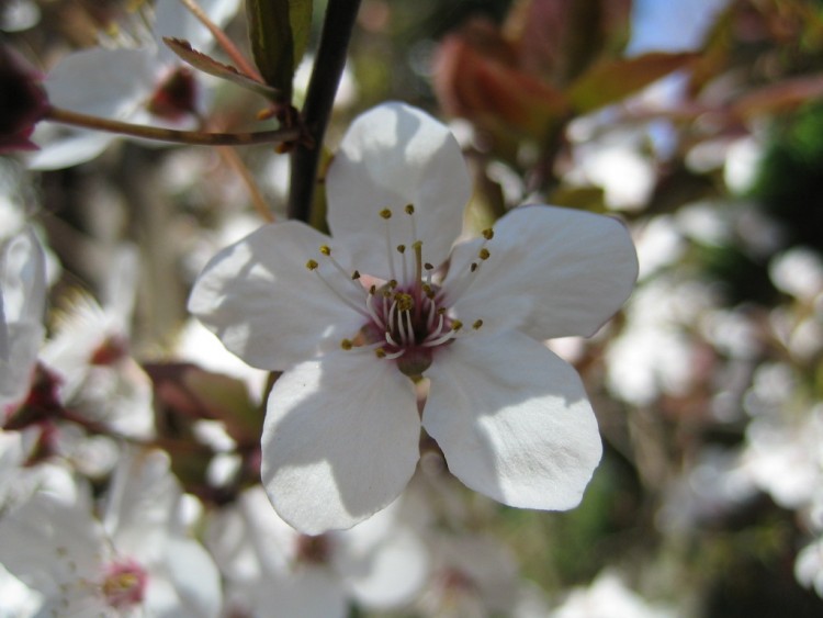 Fonds d'cran Nature Fleurs Fleur de printemps