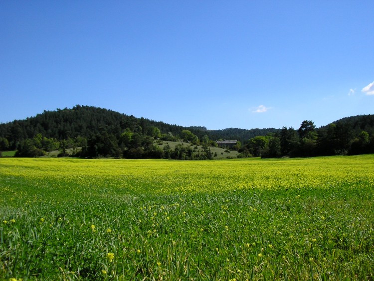 Fonds d'cran Nature Champs - Prairies le champs couleur d'or