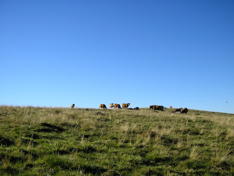 Fonds d'cran Animaux Vaches - Taureaux - Boeufs les vaches reines de l'aubrac