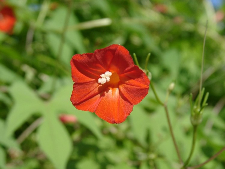 Fonds d'cran Nature Fleurs Contraste