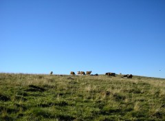 Fonds d'cran Animaux les vaches reines de l'aubrac