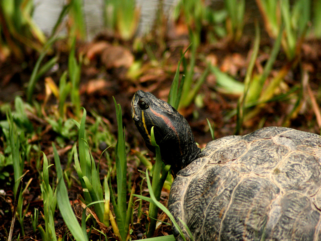 Fonds d'cran Animaux Tortues portrait de tortue