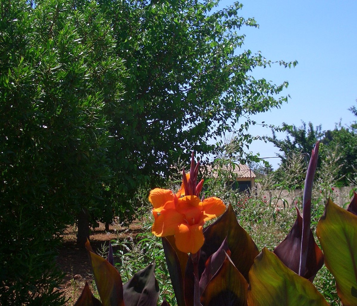 Wallpapers Nature Flowers Une belle fleur dans le jardin