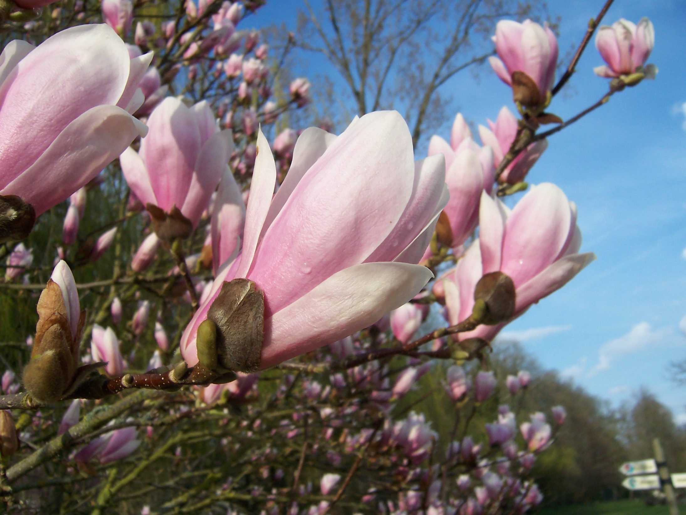 Fonds d'cran Nature Fleurs Magnolia en fleur