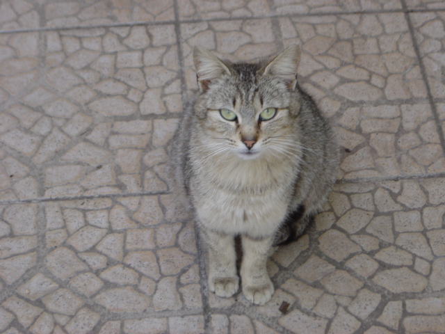 Fonds d'cran Animaux Chats - Chatons Misty