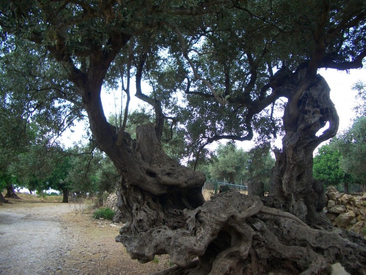 Wallpapers Nature Trees - Forests Olivier dans le chemin